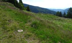 Scharbrand