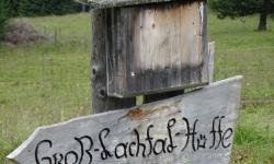 Wir zweigen dann vor der Roßalm ab zur Lachtalhütte. Hier müssen wir uns vor einer Kuhherde, die uns auf dem Weg entgegenkommt, verstecken