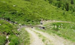 An der Wegkreuzung machen wir Rast, dann wandern wir auf der Forststraße zurück