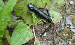 Bergsalamander