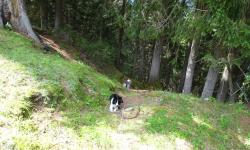 Nach der Wiese wieder durch den Wald nach Tassenbach