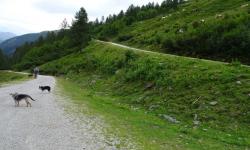 Nun gehts zwischen Pferden und Kühen auf einem breiten Forstweg ins Tal