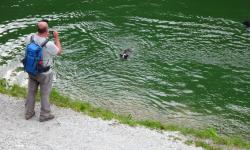 Im Klapfsee dürfen die Hunde ein kühlendes Bad nehmen.