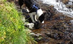 Wir wandern immer entlang des Almbachls.
