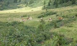 Kuhherde oberhalb der Hölzlerhütte