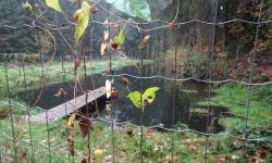 Fischteich bei der Hubertuskapelle