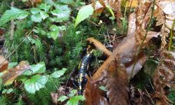 Feuersalamander