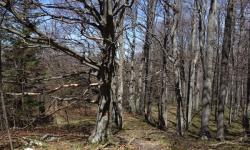 Abstieg Kieneck Richtung Reingupf
