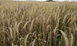 Weizenfeld mit Kornblumen
