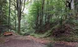 Weg durch den Wald, steil bergab