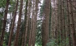 Durch einen Wald mit hohen Fichten