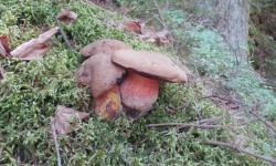 Die ersten Pilze im Jahr 2018 - Hexenröhrlinge