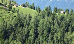 Vor uns liegt die Gajacher Alm.