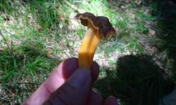Ein Verwandter des Eierschwammerls. Gelbe Kraterelle.
