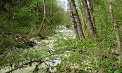 der Bach vom Wasserfall Mala Pec