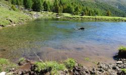 Tangus schwimmt im Knappensee.