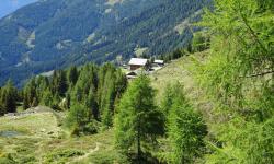 Von der Unteralmhütte geht ein wunderschöner Weg durch den Wald zur Leppener Alm.