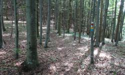 Nach der Straßenüberquerung gehts wieder durch den Wald.