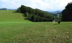 Weiter geht es quer durch eine Wiese.