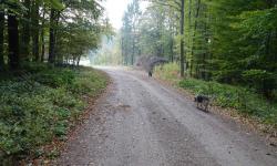 Weg 404 zum Jochgrabenberg