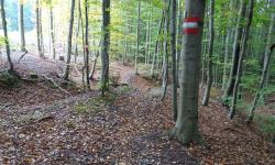 Weg zum Kaiserbrunnberg