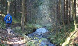 Der Zachgraben neben der A2, ein überraschend schöner Wald.