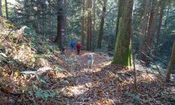In der Gegend Farmi überqueren wir eine Straße. Dann gehts weiter durch den Wald.