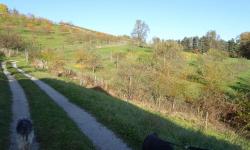 Nach der Gärtnerei Höller in Grubberg gehts über Wiesen zurück zum Keltenkreis.